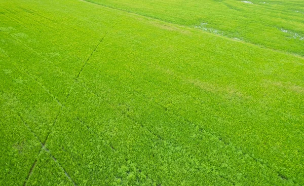 Luchtfoto Van Vliegende Drone Van Veld Rijst Met Landschap Groen — Stockfoto