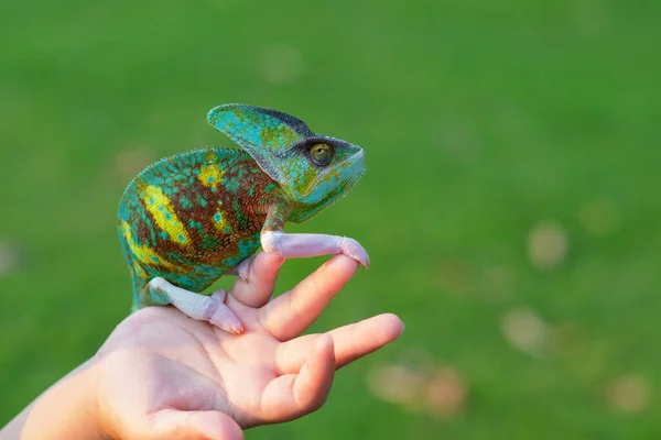 Chameleon Blur Background Predato — 스톡 사진