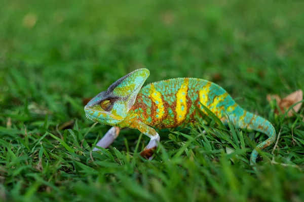 Chameleon Blur Background Predato — Foto de Stock