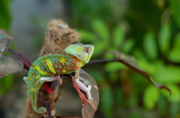 Chameleon Blur Background Predato — Stock fotografie
