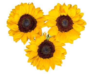 Ayçiçeği. Dekoratif ayçiçeği buketi. Beyaz yalıtılmış arka planda sarı bahçe çiçekleri. Sonbahar sezonu. Şükran Günü için konsept. Yeşil yapraklı tarım bitkisi.