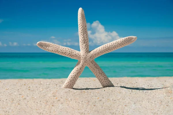 Beach, Ocean, Starfish. Summer vacations. Atlantic Ocean. Florida paradise. Sunny day. Beautiful View on Turquoise blue color of salt water.  Tropical nature. Seascape concept for travel agency.