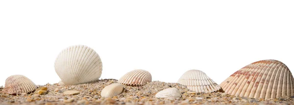 Conchiglie Spiaggia Sabbia Con Conchiglie Panorama Della Spiaggia Oceanica Concetto — Foto Stock