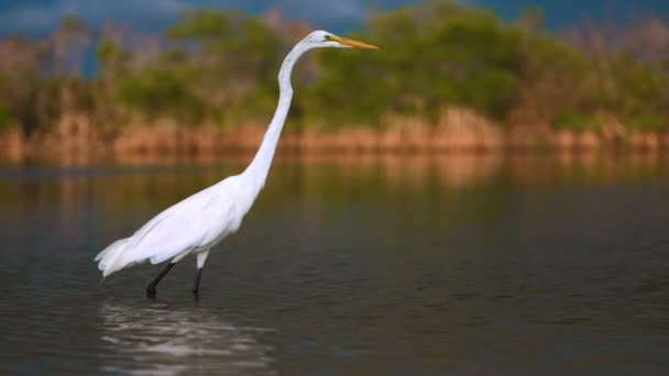 Wielki Żal Biała Czapla Dzikie Ptaki Natura Florydy Białe Pióra — Wideo stockowe