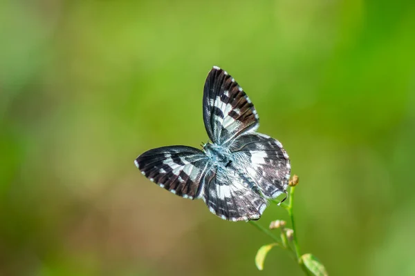 Common Pierrot butterfly open wing