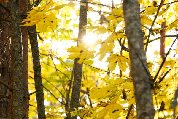 Сказочные Листья Деревьев Осенью Парке Красивые Желтые Листья Деревьев Осенью — стоковое фото
