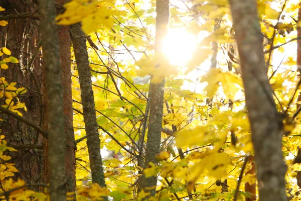 Báječné Listy Stromů Podzim Parku Krásné Žluté Listy Stromů Podzim — Stock fotografie