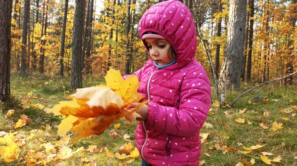 A girl in the autumn in the park collects yellow leaves of trees. A child in a red jacket walks in the autumn park.