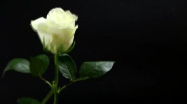 Siyah arka planda beyaz bir gül. Bir adamın elinde. Sevdiği kadın için bir hediye. Şenlikli aşk konsepti.