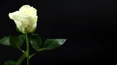 Siyah arka planda beyaz bir gül. Bir adamın elinde. Sevdiği kadın için bir hediye. Şenlikli aşk konsepti.