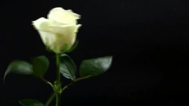 Siyah arka planda beyaz bir gül. Bir adamın elinde. Sevdiği kadın için bir hediye. Şenlikli aşk konsepti.