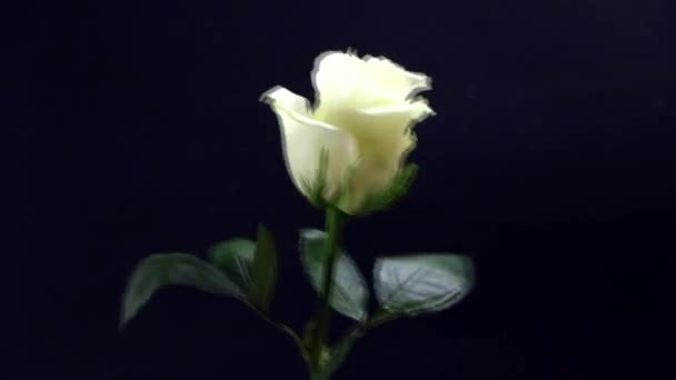 一个男人手里拿着一个黑色背景的白玫瑰作为礼物送给他心爱的女人 喜庆的爱情概念 — 图库视频影像