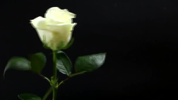 一个男人手里拿着一个黑色背景的白玫瑰作为礼物送给他心爱的女人 喜庆的爱情概念 — 图库视频影像