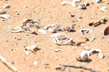 Kumlu sahilde deniz kabukları. Dekoratif arka plan - kumlu bir sahilde deniz kabukları.
