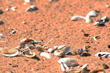 Kumlu sahilde deniz kabukları. Dekoratif arka plan - kumlu bir sahilde deniz kabukları.