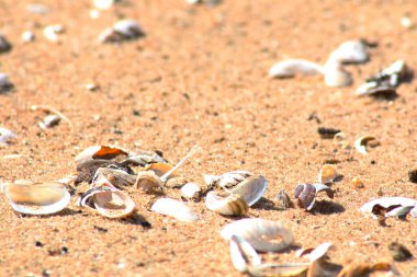 Kumlu sahilde deniz kabukları. Dekoratif arka plan - kumlu bir sahilde deniz kabukları.