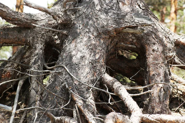 Abstraction - big roots of an old tree. Decorative large roots of an old tree, similar to a fairy-tale figure.