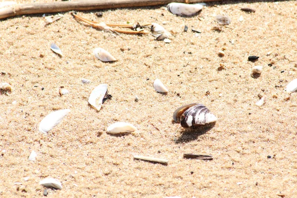 Kumlu sahilde deniz kabukları. Dekoratif arka plan - kumlu bir sahilde deniz kabukları.
