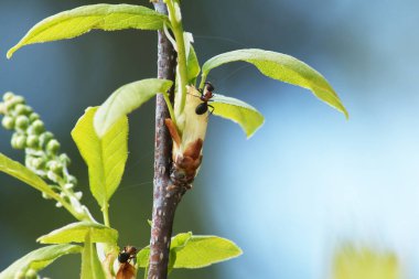 Güzel bir arkaplan. Mavi gökyüzünde yeşil yapraklar üzerinde bir karınca olan ağaç dalı. Duvar kağıdı arkaplanı - mavi gökyüzüne karşı böcekli doğa.