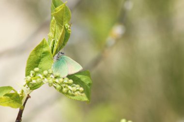 Güzel bir arkaplan. Mavi gökyüzünde yeşil yapraklar üzerinde bir karınca olan ağaç dalı. Duvar kağıdı arkaplanı - mavi gökyüzüne karşı böcekli doğa.