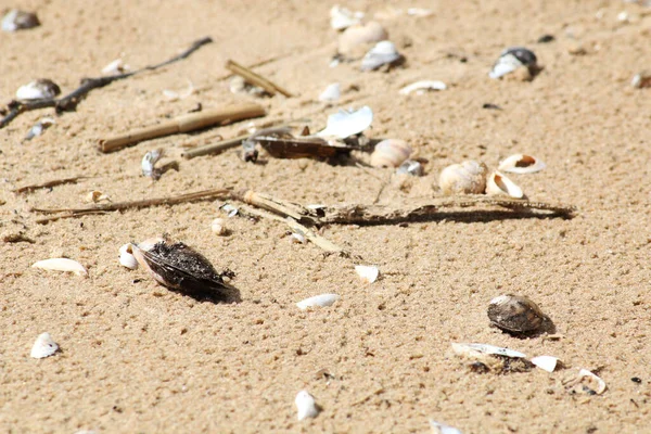 Yaratıcı bir arka plan, fırtınadan sonra okyanus kıyısı. Fırtınadan sonra kumlu bir sahilde doğal kaos..