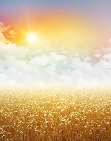 Gold Wheat Field Growing Colorful Sky Low White Clouds Rising — Stock Photo, Image