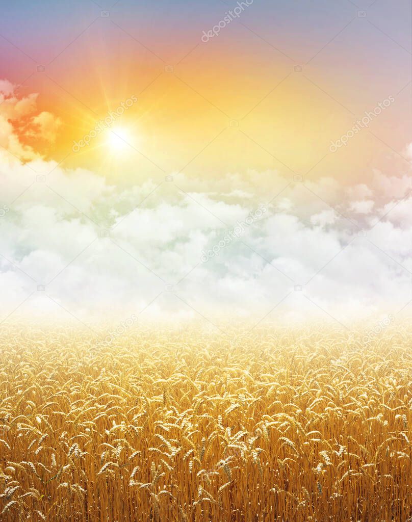 Gold wheat field growing under a colorful sky, low white clouds and the rising sun