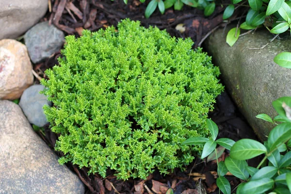 Uitzicht Plant Hebe Groene Globe Bij Een Tuin — Stockfoto