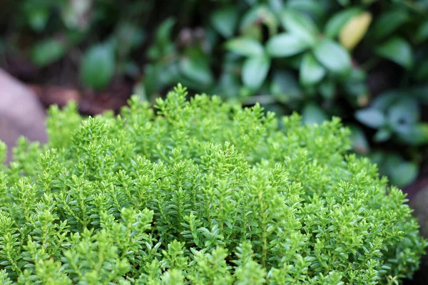 Vue Plante Hebe Globe Vert Dans Jardin — Photo