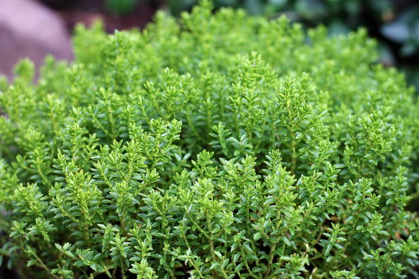 Vue Plante Hebe Globe Vert Dans Jardin — Photo