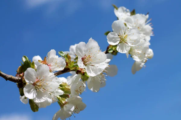 Branche Cerisier Fleurs Dans Jardin — Photo