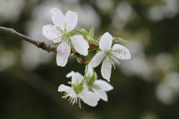 Kwitnąca Gałąź Drzewa Wiśniowego Ogrodzie — Zdjęcie stockowe