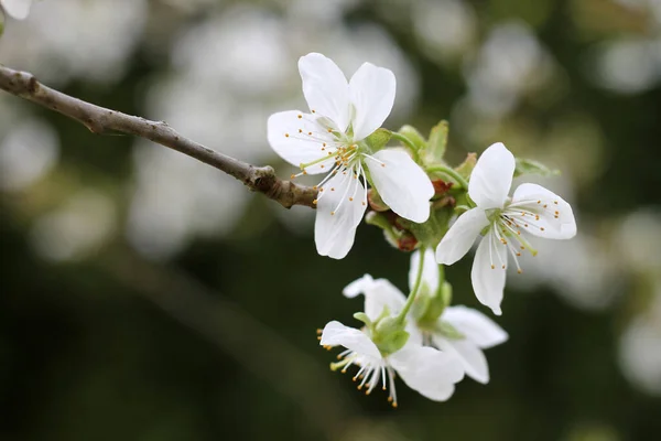 Branche Cerisier Fleurs Dans Jardin — Photo