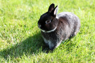 Yeşil çim arka planda küçük siyah tavşan. Baharda Hollanda Cüce Tavşanı.