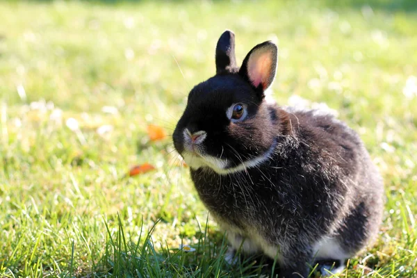 Kleines Schwarzes Kaninchen Auf Grünem Gras Hintergrund Niederländisches Zwergkaninchen Auf — Stockfoto