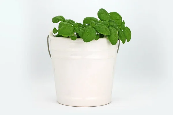 Basil Plant Ceramic Pot White Background Studio Shot — Stockfoto