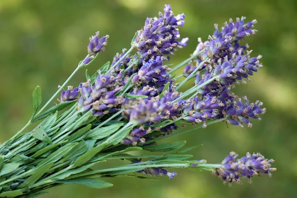 Bunch Fresh Lavandula Flowers Natural Green Defocused Background — Foto de Stock