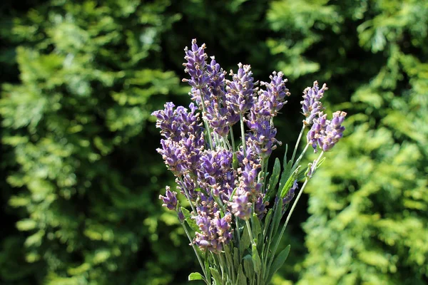 Bunch Fresh Lavandula Flowers Natural Green Defocused Background — Foto de Stock