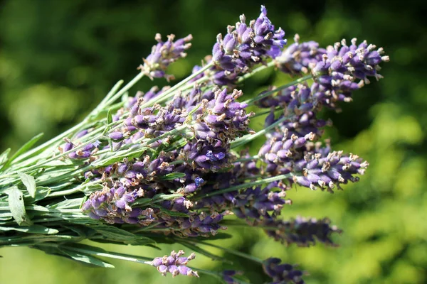 Bunch Fresh Lavandula Flowers Natural Green Defocused Background — Foto de Stock