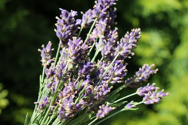 Bunch Fresh Lavandula Flowers Natural Green Defocused Background — Foto de Stock