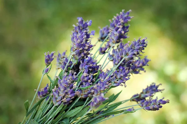 Bunch Fresh Lavender Flowers Natural Green Defocused Background — Foto de Stock