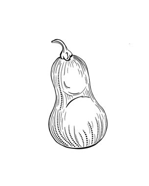 Yakından izole edilmiş akçaağaç yapraklı sebze kabağı. Sonbahar çiftlik klipsi sanatı, basılabilir el çizimi dijital indirme resmi. Yüksek kalite fotoğraf