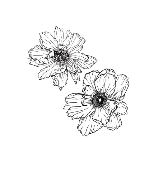 Elegante naadloze anemoon patroon met bloemen, design elementen. Bloemen patroon voor uitnodigingen, kaarten, afdrukken, cadeau wrap, productie, textiel, stof, wallpapers — Stockfoto