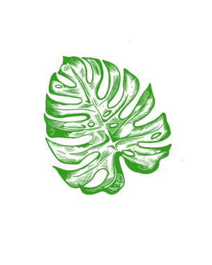 Tropik canavar yaprağı. Dev yapraklı tropikal desenli çiçek orman süsü. Philodendron veya canavar bitki arka planı.