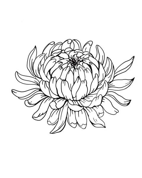 Beyaz bir arkaplanda çiçek kasımpatısı çizimi var. Kasımpatı çiçeği çiçek açar. Tişörtler, dövmeler ve tasarım için harika.