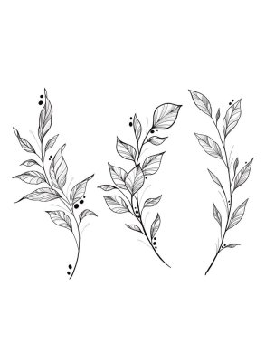 Botanik dövmesi çizimi. Güzel dal bitkisi. Grafik tasarımı için botanik element şablonu, düğün dekoru, tekstil, hatıra hediyesi, kırtasiye baskısı