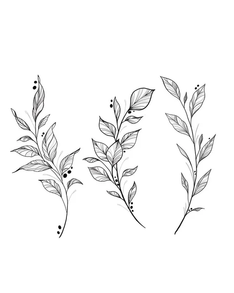Boceto de tatuaje botánica - planta hermosa ramita. Plantilla de elemento botánico para diseño gráfico, decoración de bodas, textiles, regalo de recuerdo, estampado de papelería — Foto de Stock