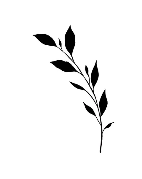 Βοτανική τατουάζ σκίτσο - όμορφο φυτό κλαδί. Πρότυπο βοτανικό στοιχείο για το γραφικό σχεδιασμό, διακόσμηση γάμου, υφάσματα, αναμνηστικό δώρο, γραφική ύλη εκτύπωσης — Φωτογραφία Αρχείου