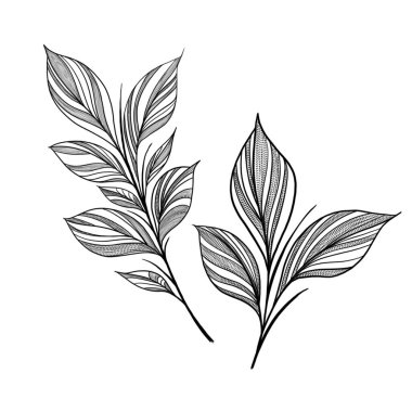 Beyaz arka planda izole edilmiş güzel siyah çizgili ipli bitki çizimi. Grafik tasarımı için botanik element şablonu, düğün dekoru, tekstil, hatıra hediyesi, kırtasiye baskısı