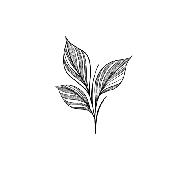 Красива Чорна Рука Контурна Квіткова Мотузка Ілюстрація Трави Ізольована Білому — стокове фото